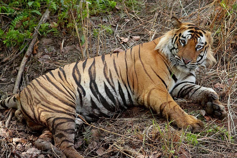 https://commons.wikimedia.org/wiki/File:Bengal_Tiger_India.jpg Male bengal tiger - not too disturbed by the elephant