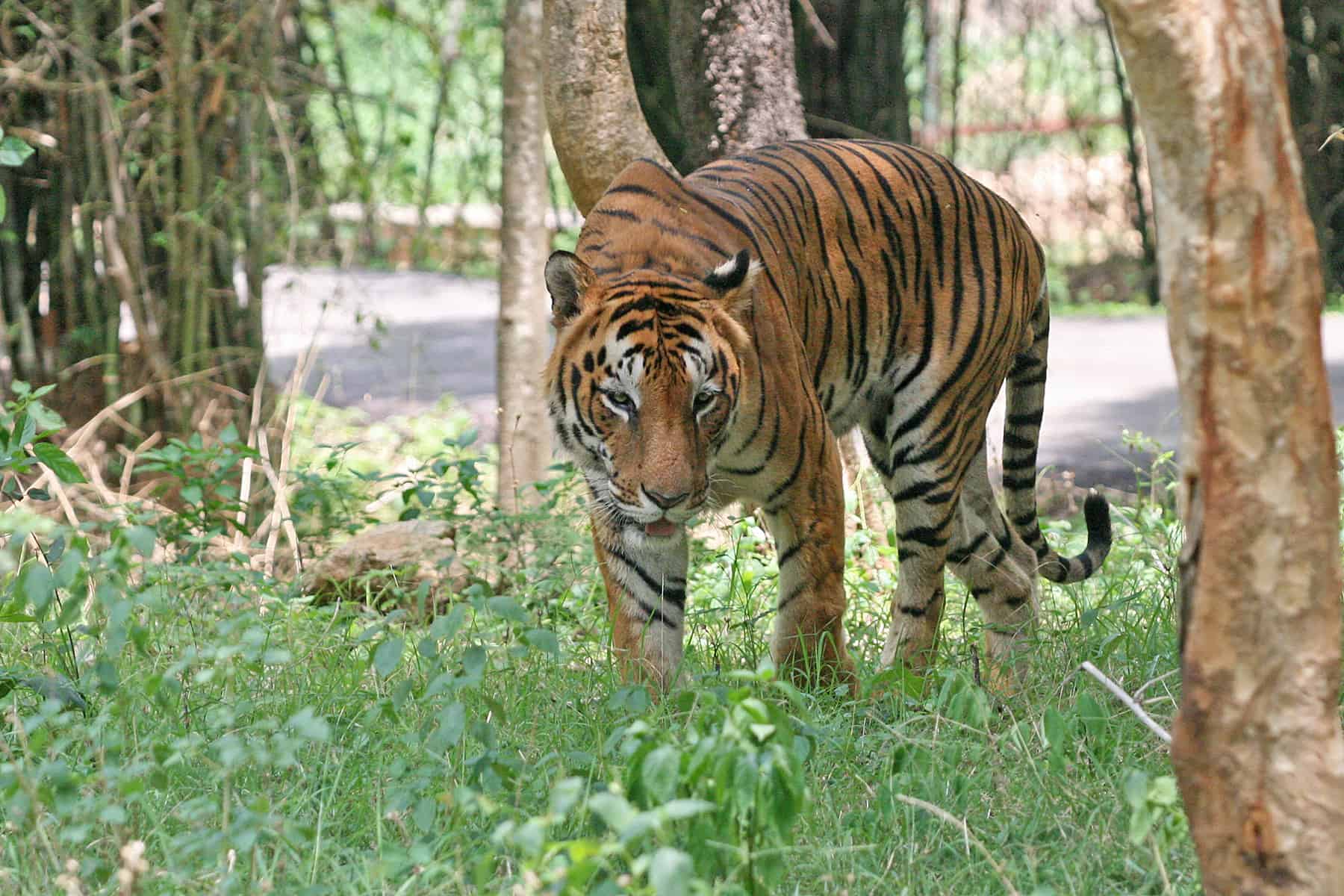 A Bengal tiger in Bannerghatta National park in Bangalore