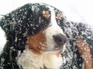 Bernese Mountain Dog vs Great Pyrenees: What Are The Differences? Picture