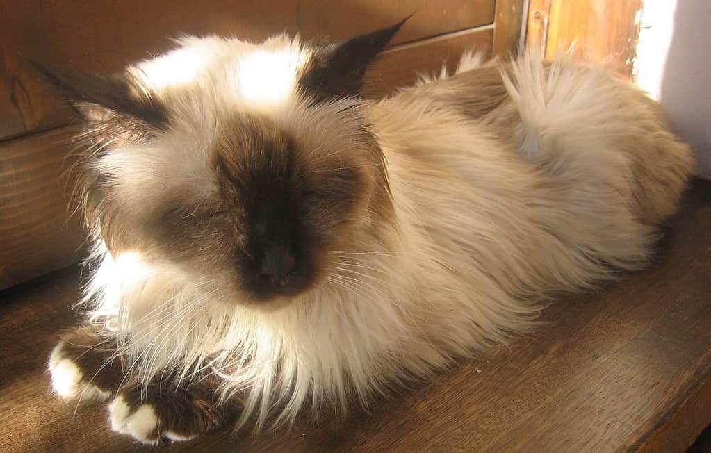 Birman cat