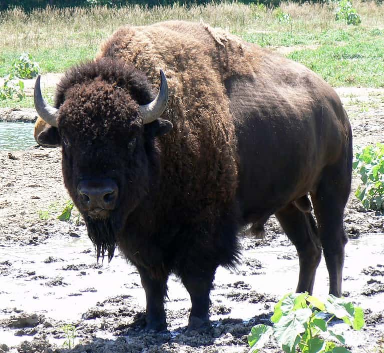 This is a Typical North American Bison which is a member of the Bovine family,They are Enormous Animals next to a Human being.