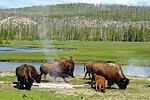 Bison grazing near a hot spring, Yellowstone