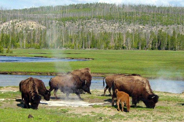 Bison grazing near a hot spring, Yellowstone