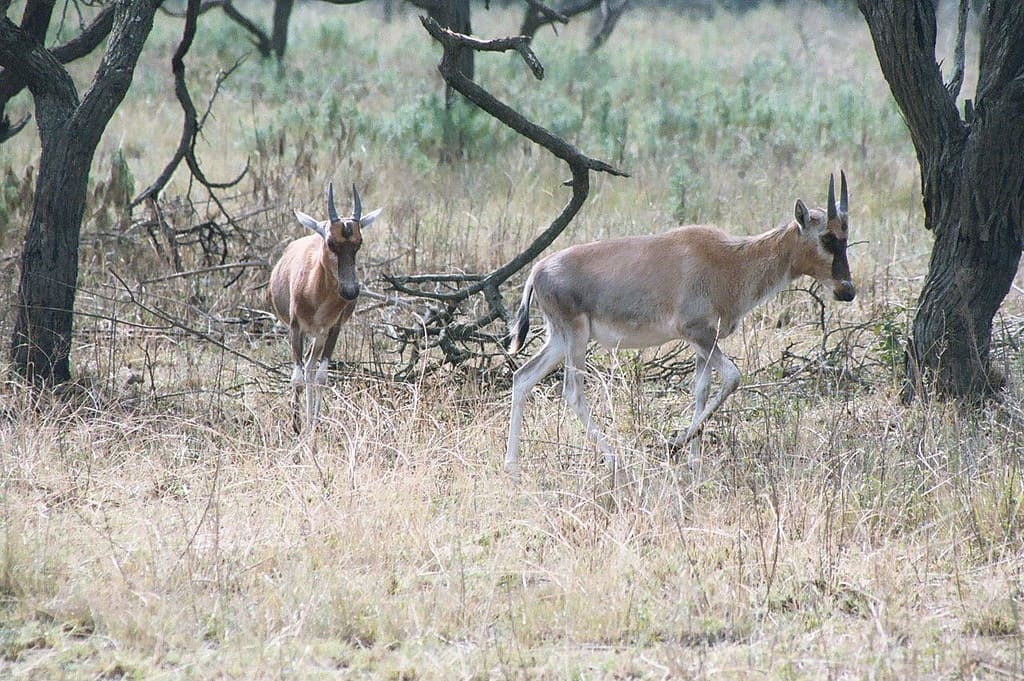 Antelope - Blesbok, South-Africa
