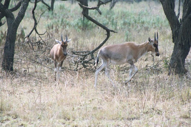 Antelope - Blesbok, South-Africa