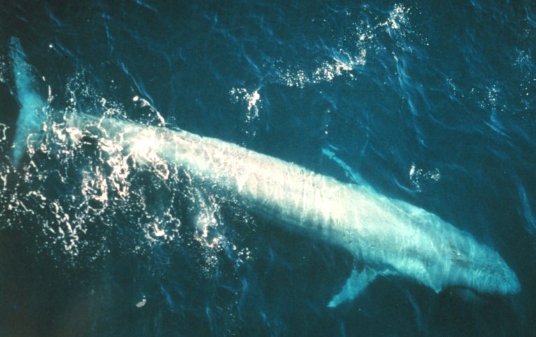 Adult blue whale (Balaenoptera musculus) from the eastern Pacific Ocean.