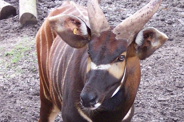 Bongo, in Burger Zoo Arnheim