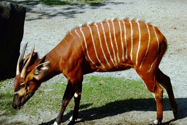 Bongo in Africa Animal Area of Taipei Zoo