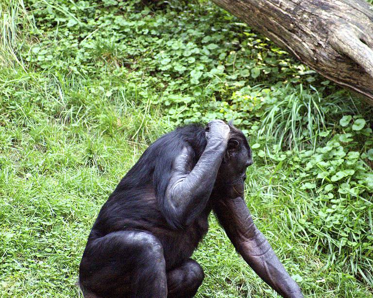 Photo taken by Kabir Bakie at the Cincinnati Zoo on August 7, 2005