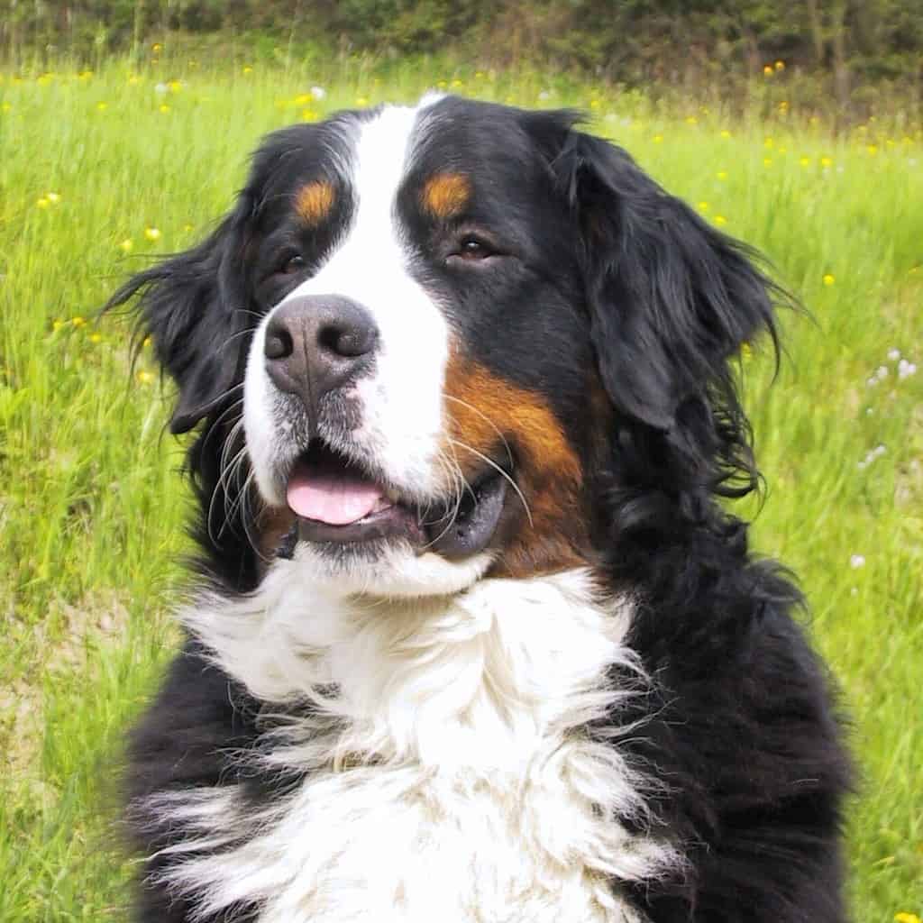 Adult Bernese Mountain Dog Bernese Mountain Dog