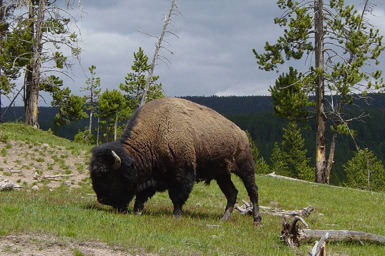 Photo taken in the Yellowstone area.