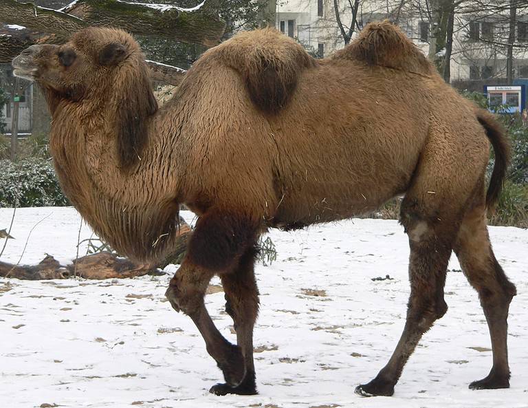 Camelus bactrianus, Cologne Zoo, Cologne Bactrian Camel in Cologne Zoo.