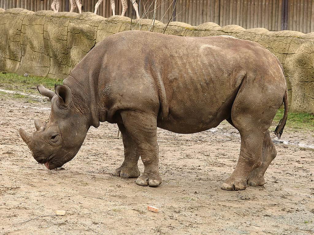 Black Rhino, ZOO Dvůr Králové, Czech Republic