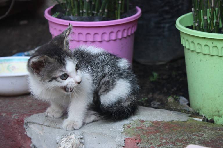 A kitten in the Philippines. Note This is not an Australian Mist as previously claimed. Mists do not have patches of white fur.
