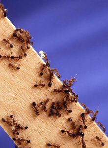 Discover the 4 Types of Ants Set to Emerge in Tennessee This Summer Picture
