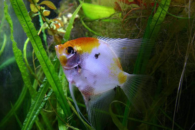 Freshwater angelfish, Koi phenotype