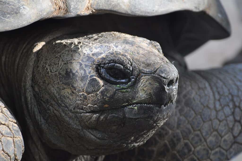 Aldabra giant tortoise in Hagenbeck's Tierpark.