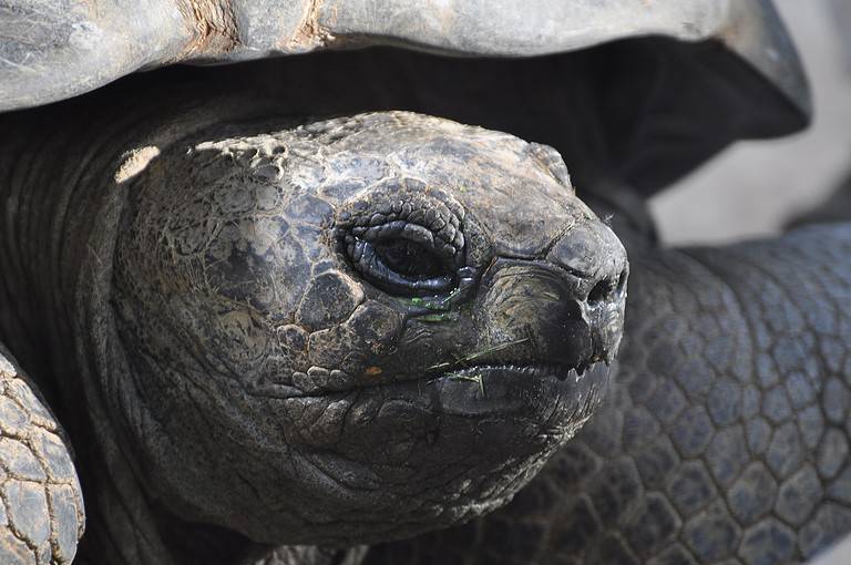 Aldabra giant tortoise in Hagenbeck's Tierpark.