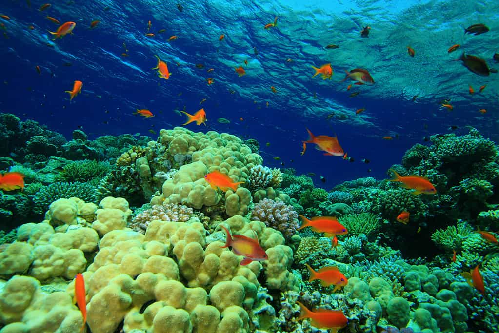 Color Image, Coral - Cnidarian, Fairy Basslet, Fish, Hard Coral