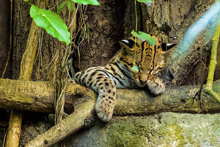 Ocelot Animal Facts | Leopardus pardalis - A-Z Animals