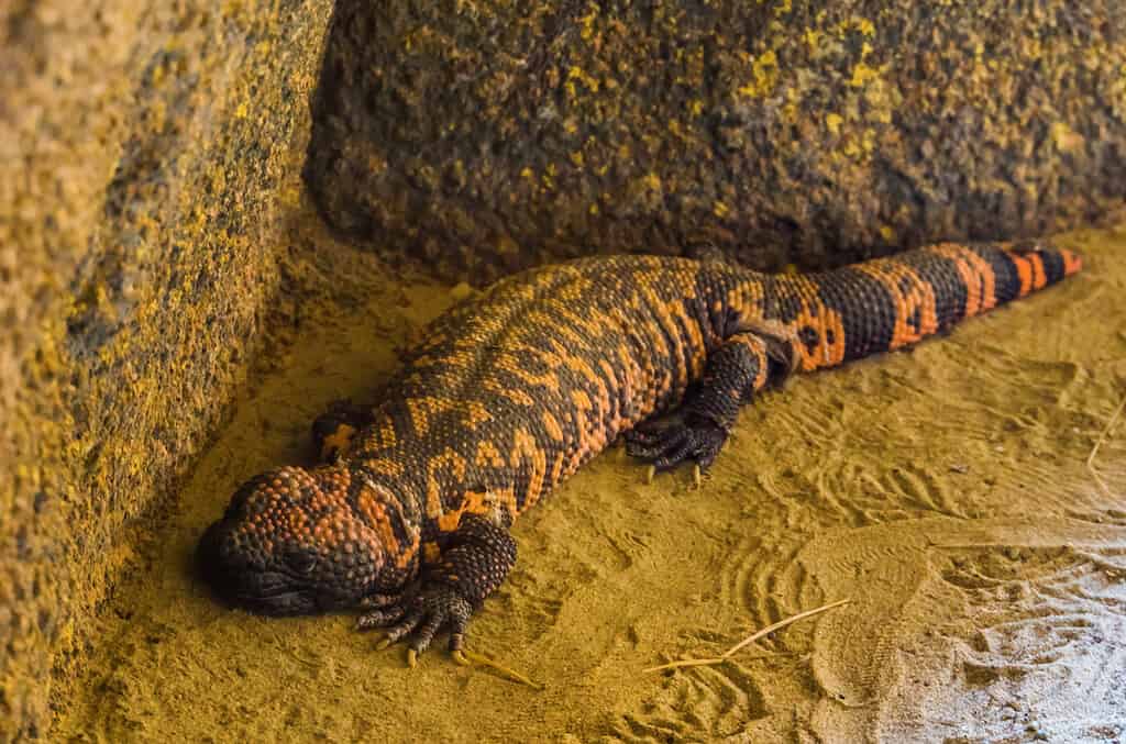 Gila Monster, Monster - Fictional Character, Bead, Lizard, Animal