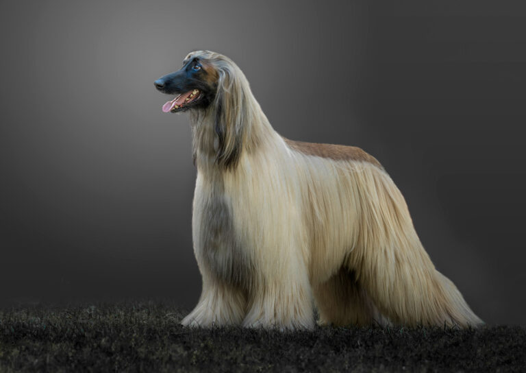 Afghan Dog, Long Hair, Greyhound, Sight Hound, Saluki