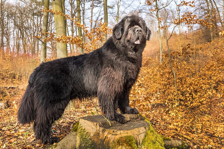 Newfoundland Dog, Autumn, Canine - Animal, Cute, Animal
