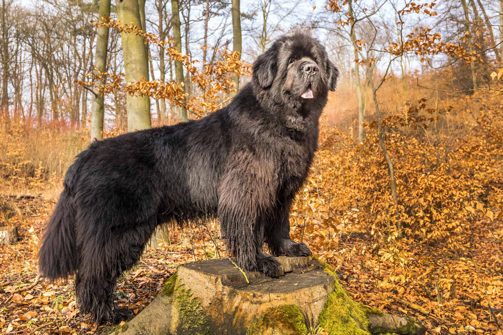 Newfoundlands might look intimidating due to their large size, but they are gentle, trainable, and patient. 
