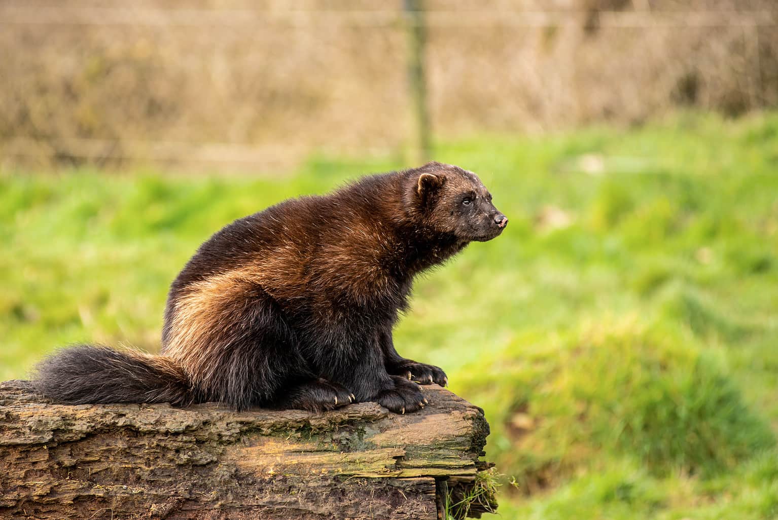 Wolverine Animal Pictures A Z Animals Wolverine Animal Pictures A Z Animals