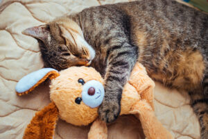 Dreams or Nightmares: 5 Reasons Your Cat Is Twitching While They Sleep Picture