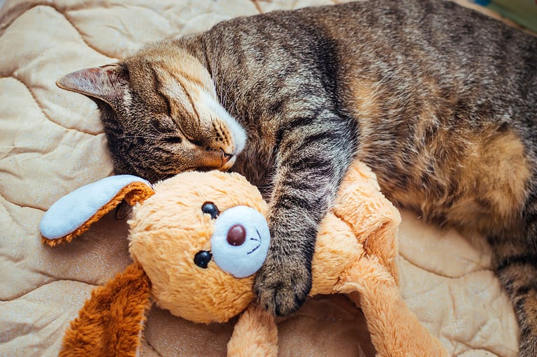Pets, Sleeping, Domestic Cat, Toy, Cute