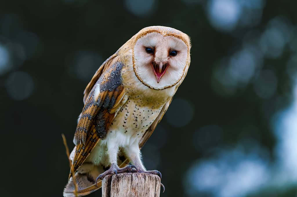 Animal, Animal Wildlife, Animals In The Wild, Barn Owl, Beauty In Nature
