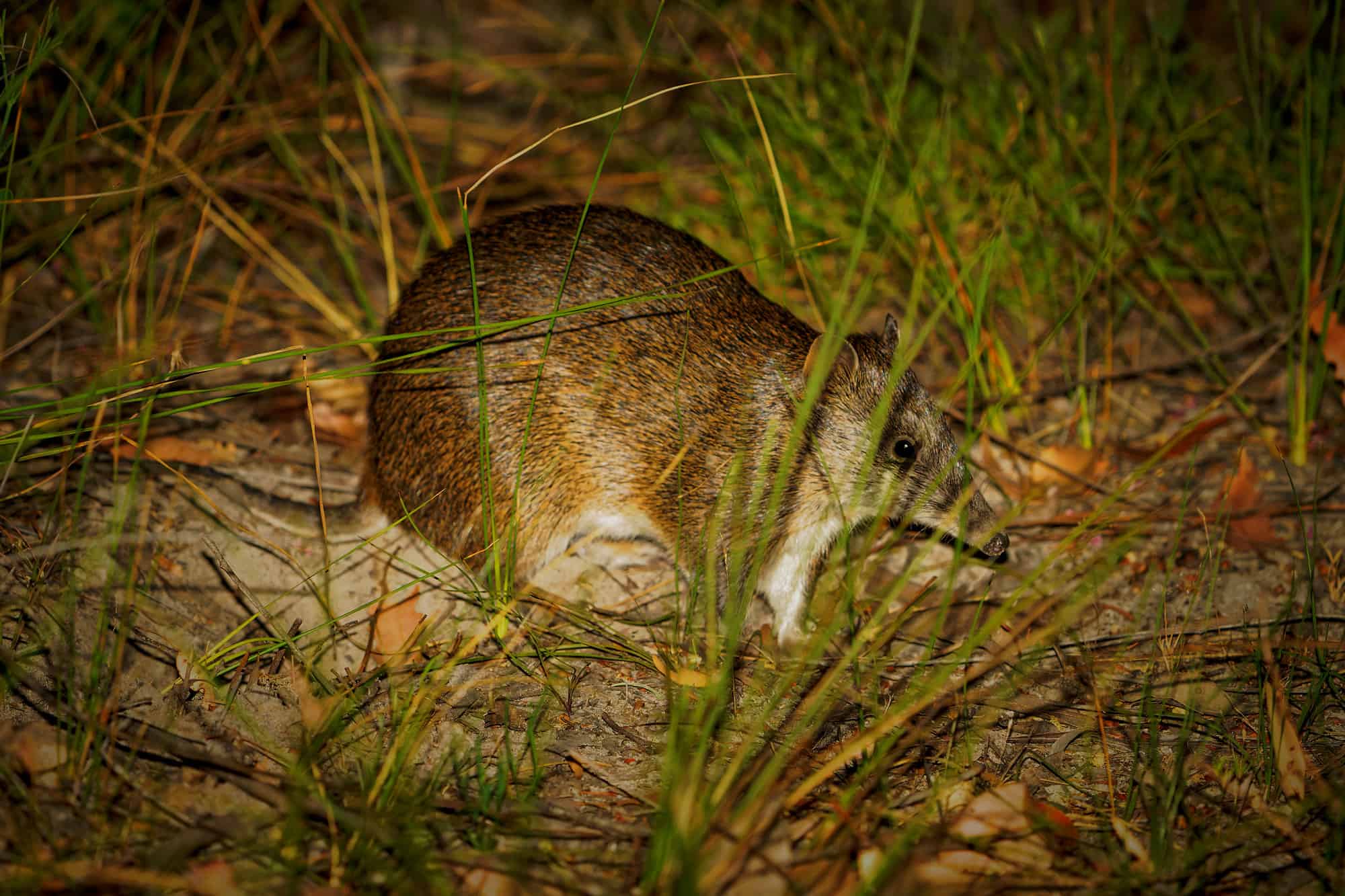 Bandicoot in grass