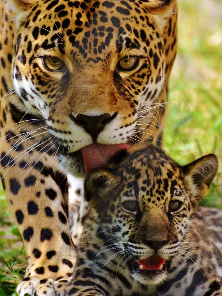 Jaguar - Cat, Cub, Animal, Amazon Region, Animal Family