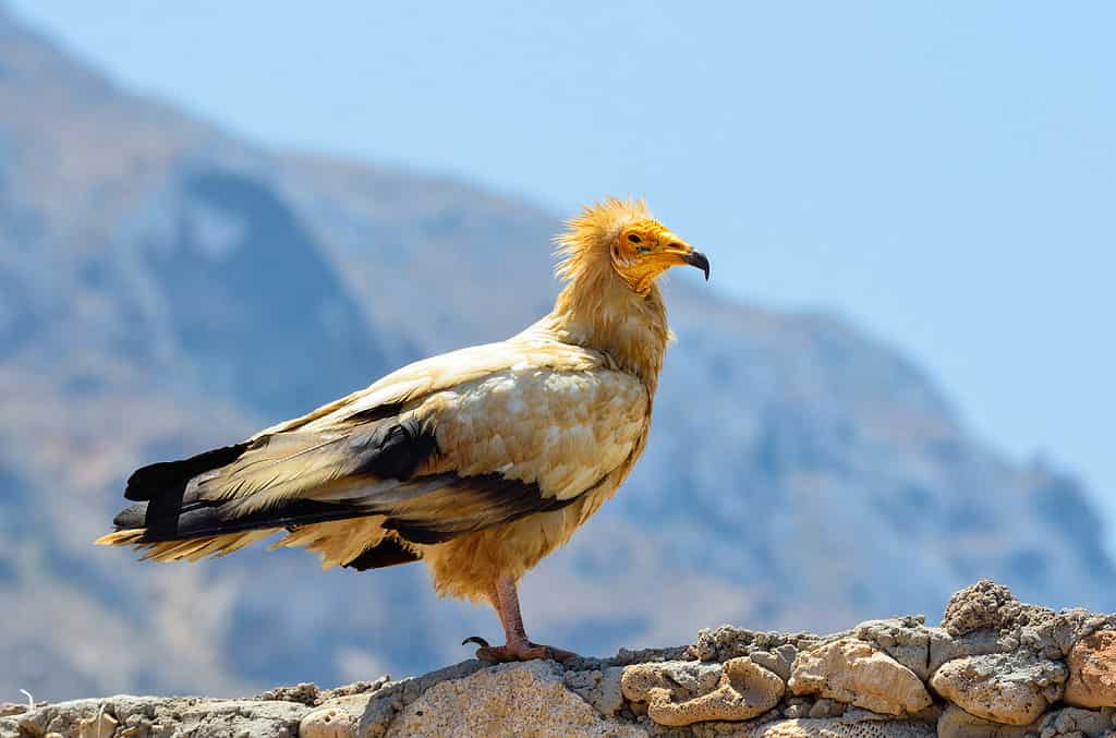 Egyptian Vulture, Animals In The Wild, Animal, Animal Wildlife, Animals Hunting