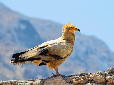 A Egyptian Vulture