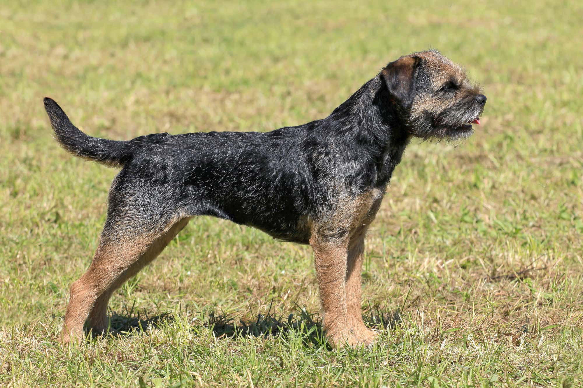 Border Terrier A Z Animals