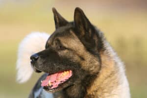 Akita Temperament: Do They Make Good Family Dogs? Picture