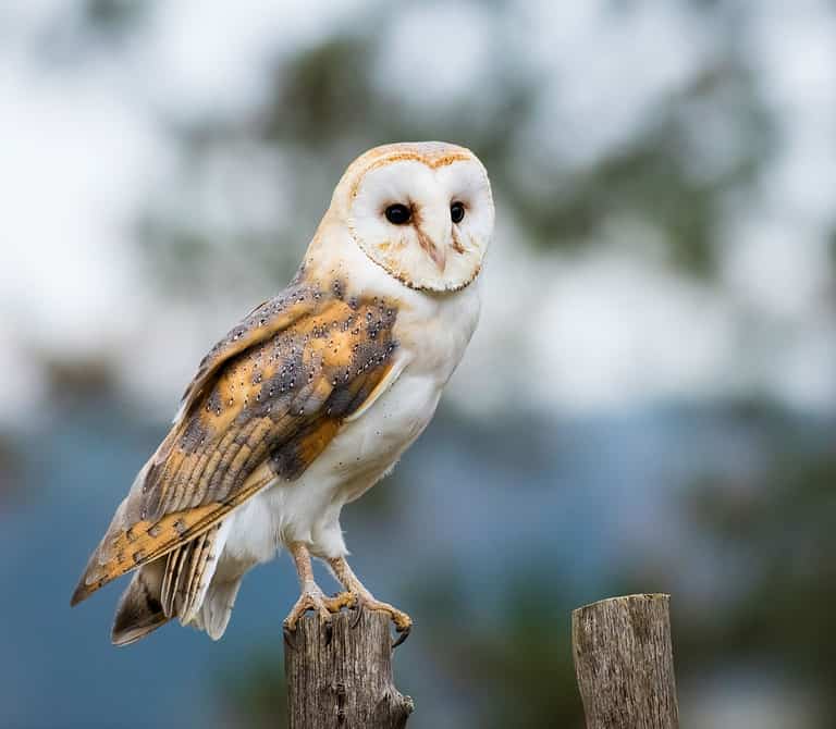 Barn Owl, Flying, Alba - Italy, Alertness, Animal