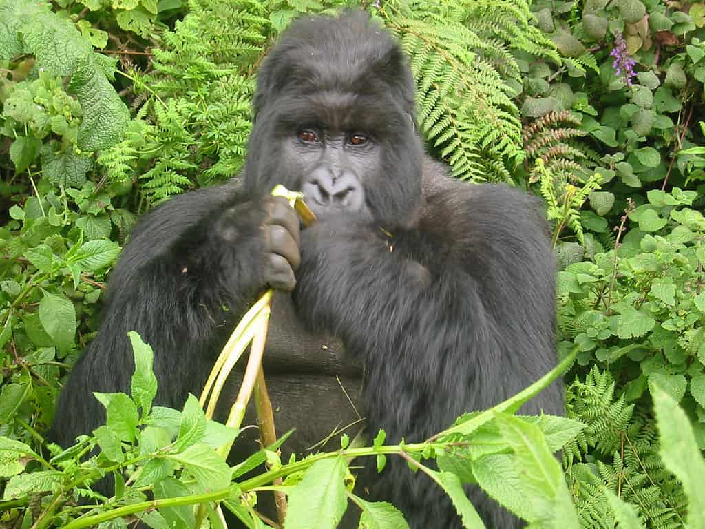 Gorilla eating a banana
