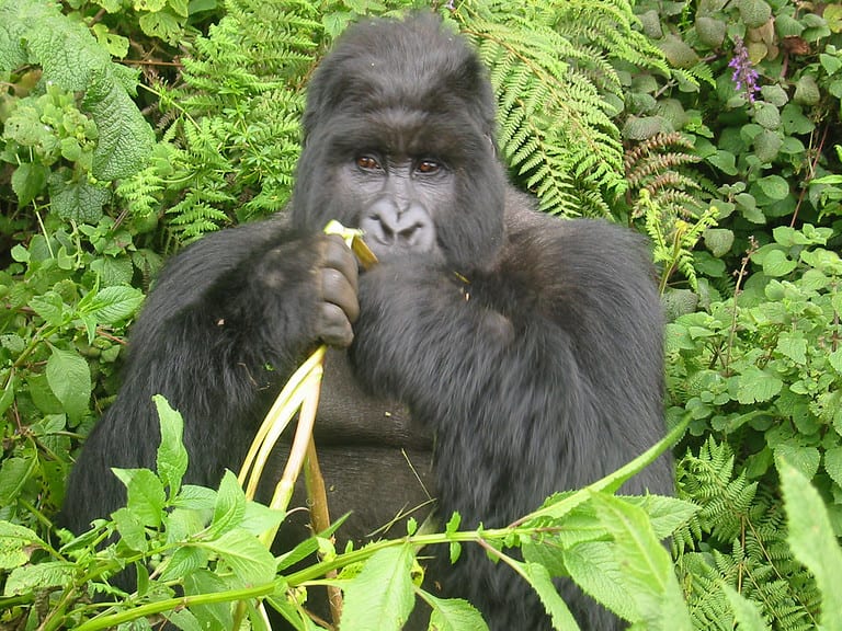 Gorilla eating a banana