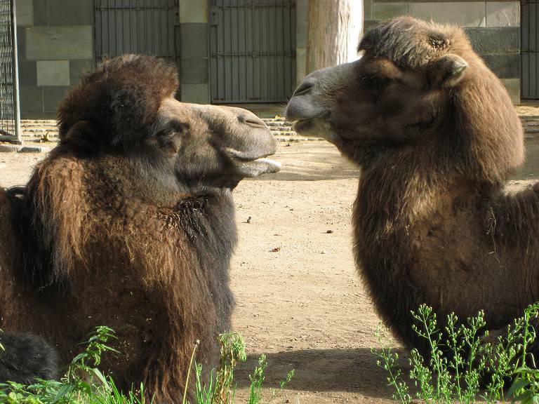 Bactrian camels at the Zoo of Berlin Camelus bactrianus