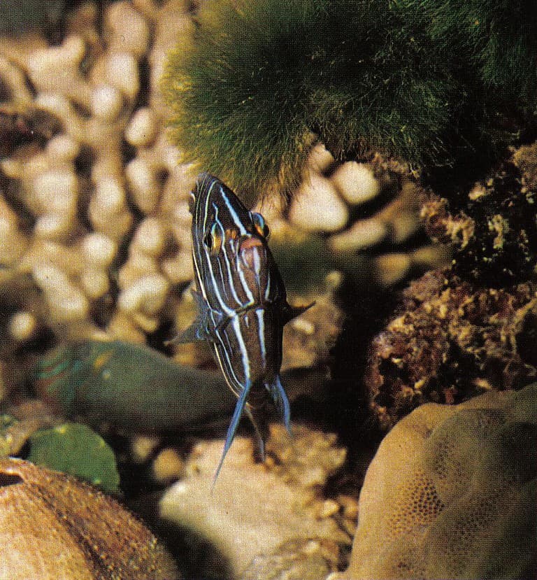 Koran Angel Fish (Pomacanthus semicirculatus), Seychelles