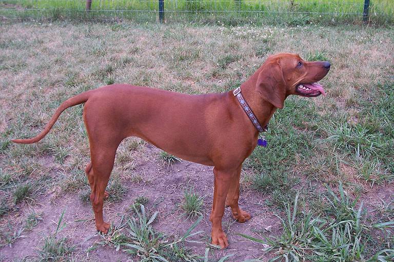 Lena the Redbone Coonhound