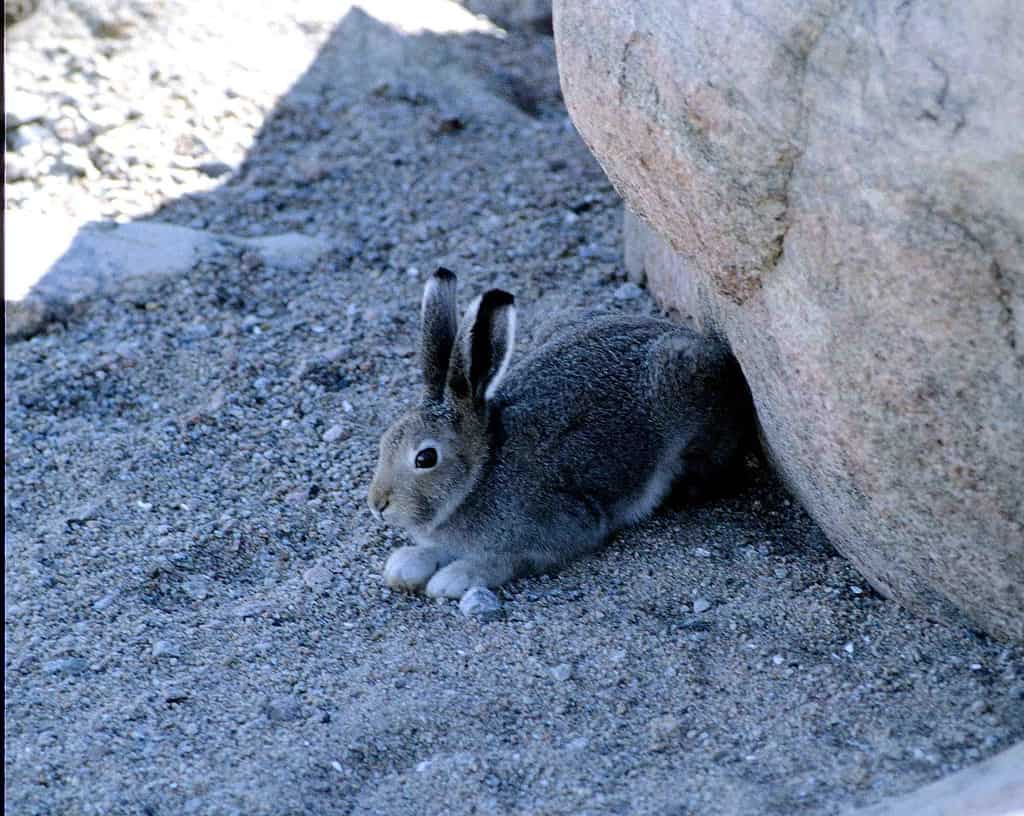 Arctic hare (summer fur), Lepus arcticus, near Wager Bay (Ukkusiksalik National Park, Nunavut, Canada)