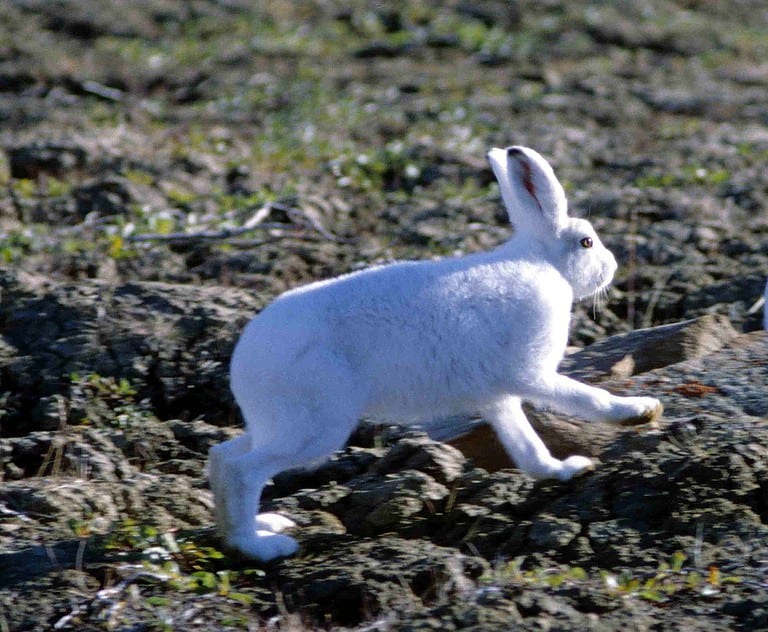 Arctic hare, Lepidus arcticus (Quttinirpaaq National Park)