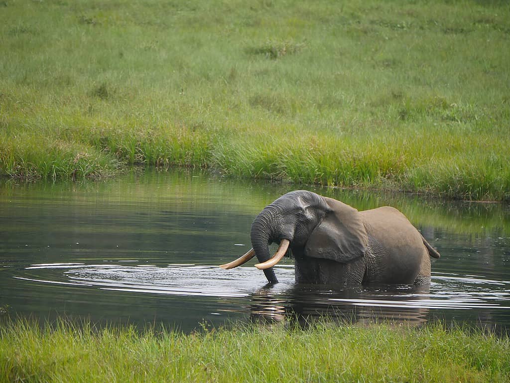 Forest Elephant (Loxodonta cyclotis) https://commons.wikimedia.org/wiki/File:Loxodonta_cyclotis_29048913.jpg