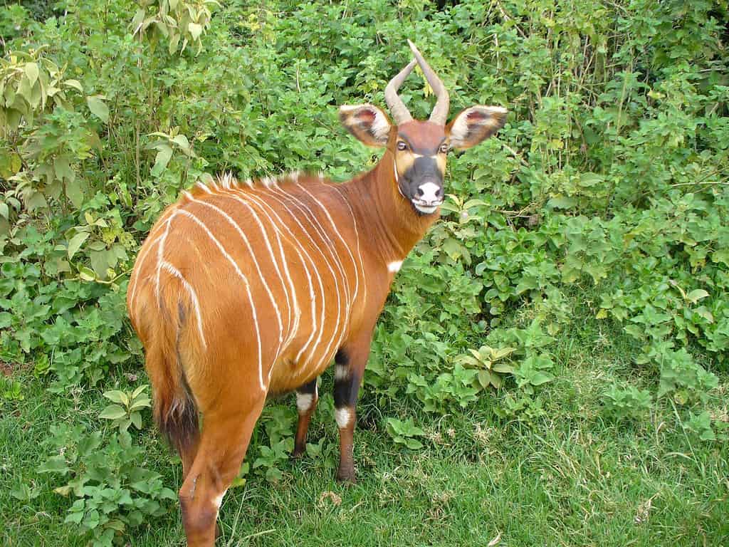 Female Mountain Bongo (Tragelaphus eurycerus isaaci) photographed at Mount Kenya National Park.