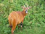 Bongo