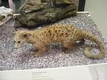 African Palm Civet